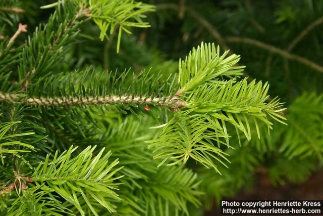 Photo: Abies borisii regis 1.