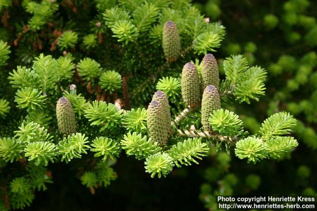 Photo: Abies koreana.