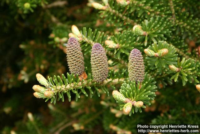 Photo: Abies koreana 2.