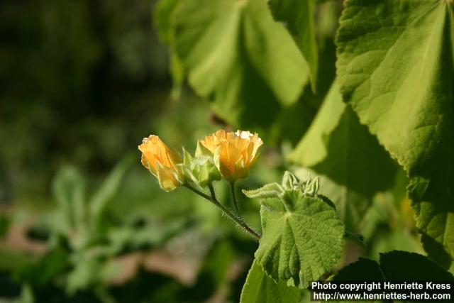 Photo: Abutilon grandifolium.