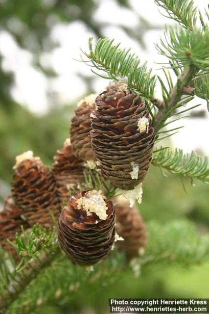 Photo: Abies balsamea.