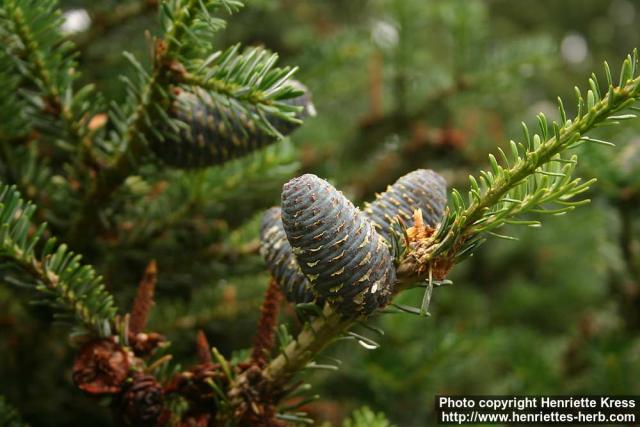 Photo: Abies koreana 4.