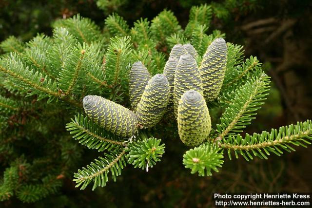 Photo: Abies koreana 5.