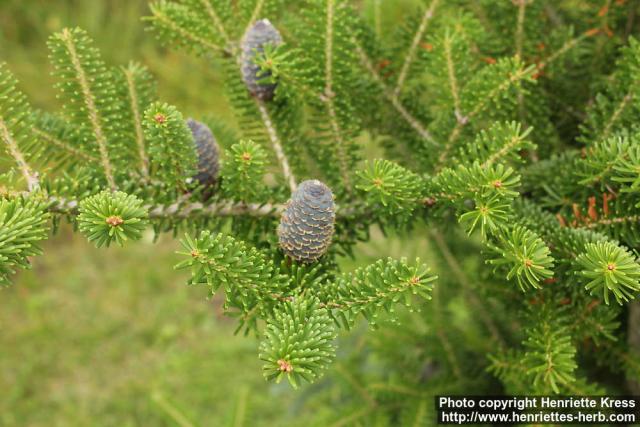 Photo: Abies koreana 07.