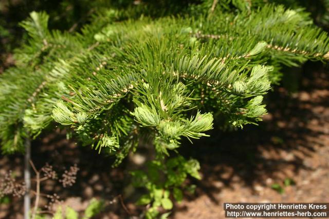 Photo: Abies holophylla 0.