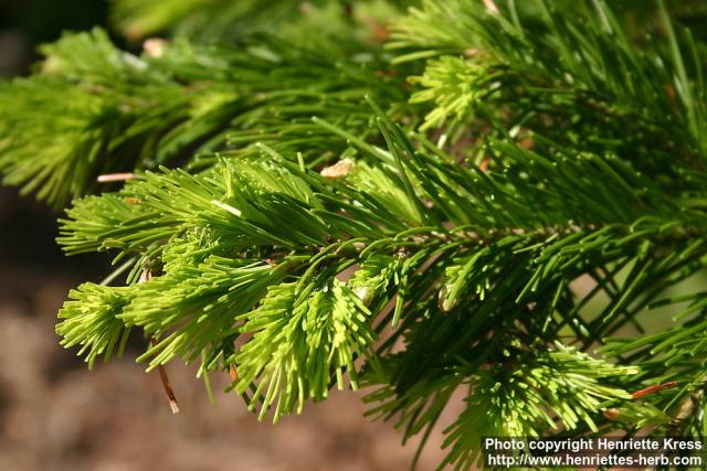 Photo: Abies sachalinensis 2.