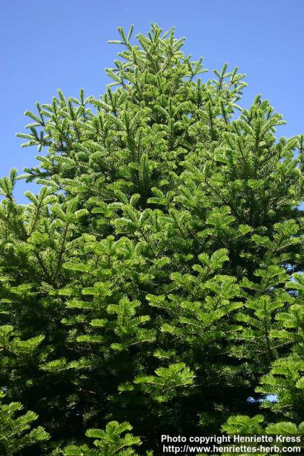 Photo: Abies holophylla 3.