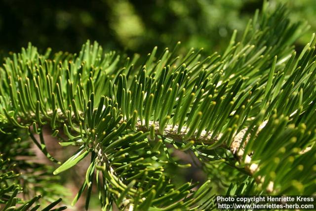 Photo: Abies holophylla 5.