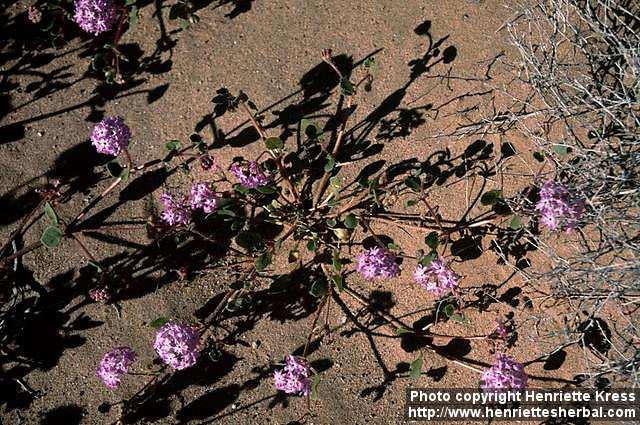 Photo: Abronia villosa 1.