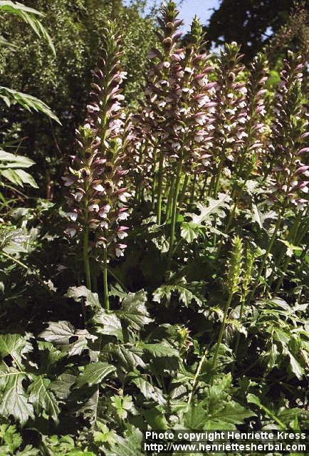 Photo: Acanthus mollis 2.