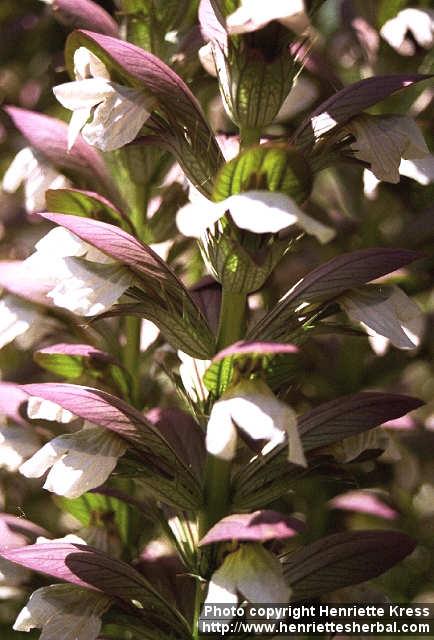 Photo: Acanthus mollis 3.