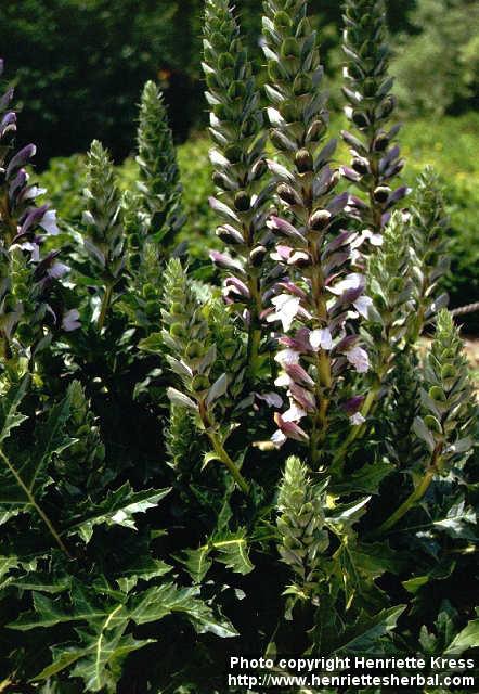 Photo: Acanthus mollis 5.