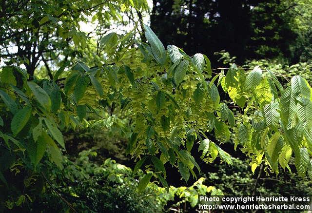 Photo: Acer carpinifolium 1.