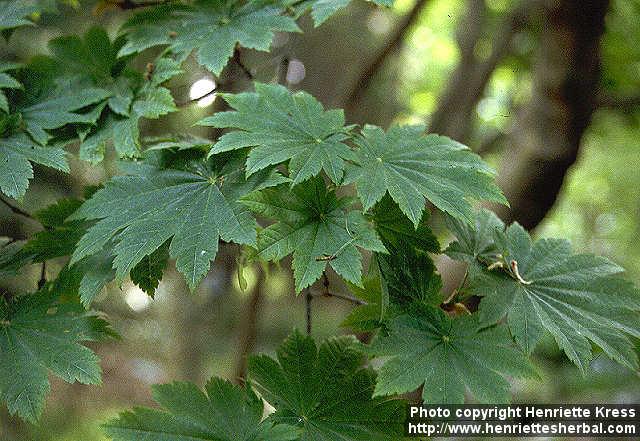 Photo: Acer japonicum 1.