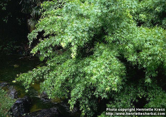 Photo: Acer palmatum.