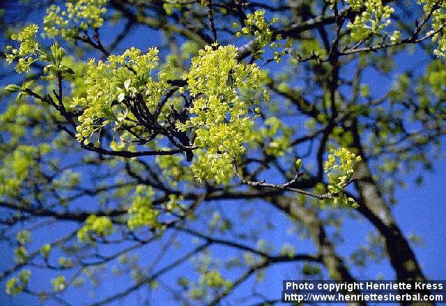 Photo: Acer platanoides.