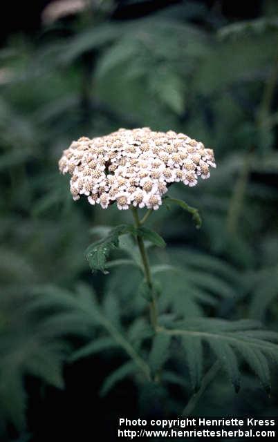 Photo: Achillea filipendulina 1.