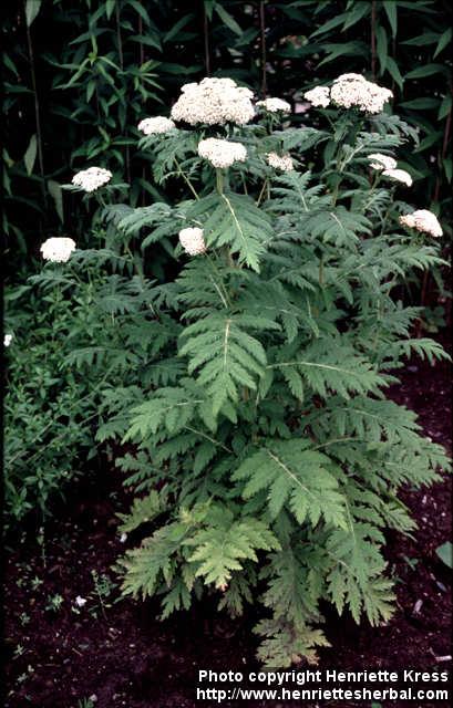 Photo: Achillea filipendulina 0.