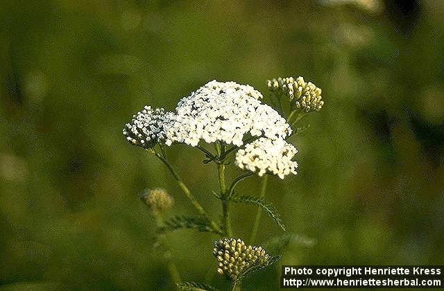 Photo: Achillea millefolium 1.