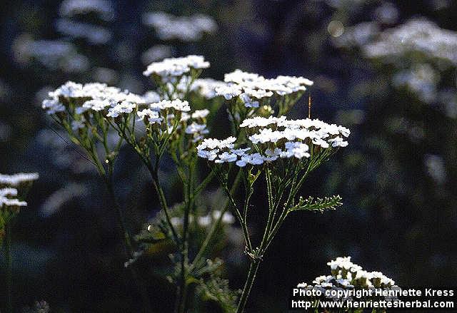 Photo: Achillea millefolium 5.