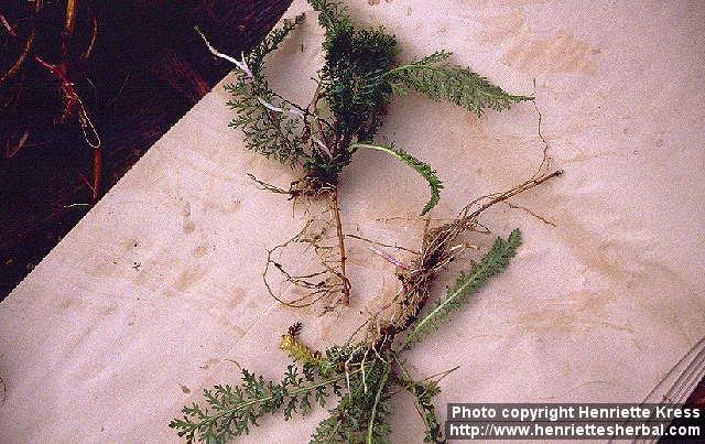 Photo: Achillea millefolium 6.