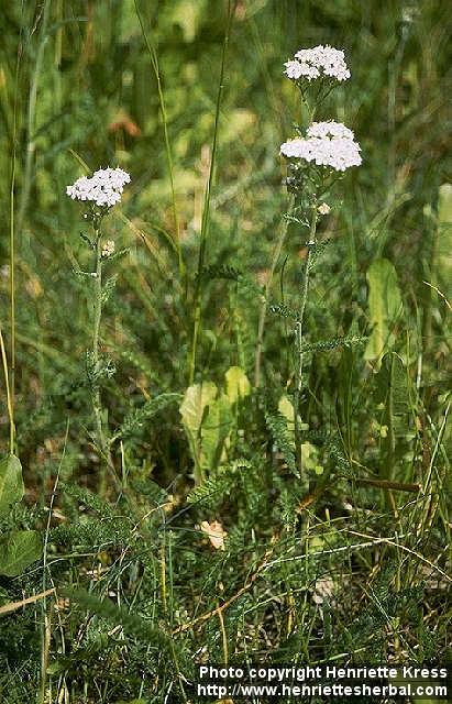 Photo: Achillea millefolium 0.