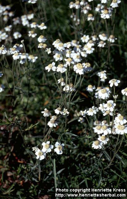 Photo: Achillea ptarmica 3.