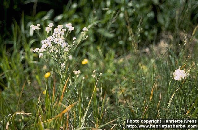 Photo: Achillea ptarmica 5.