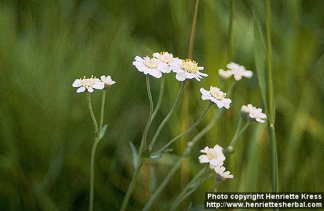 Photo: Achillea ptarmica 0.