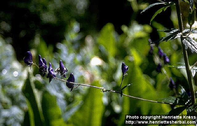 Photo: Aconitum columbianum 1.