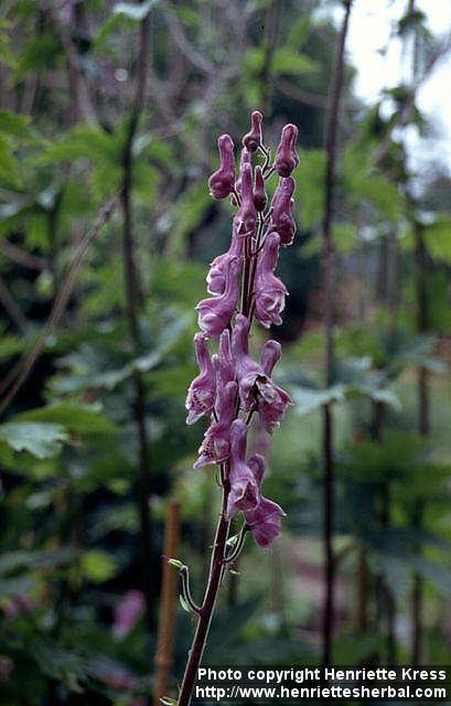 Photo: Aconitum lycoctonum 1.