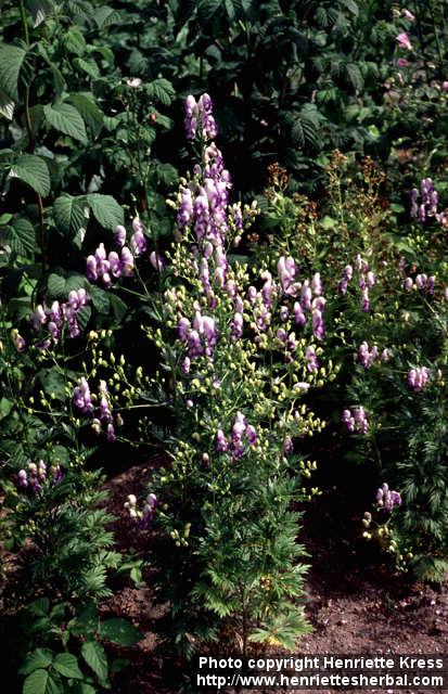 Photo: Aconitum napellus 1.