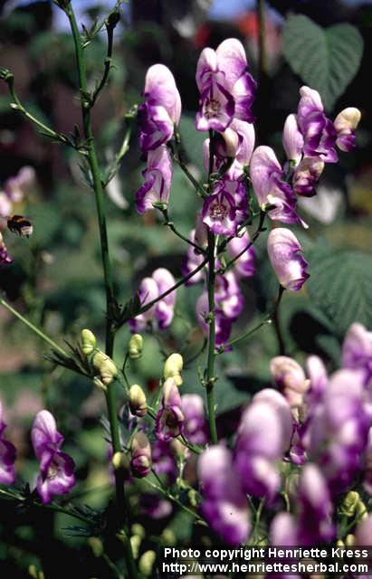 Photo: Aconitum napellus 2.