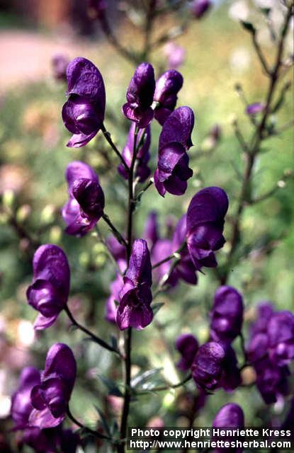 Photo: Aconitum napellus 4.