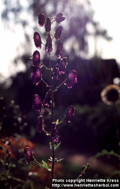 Photo: Aconitum.