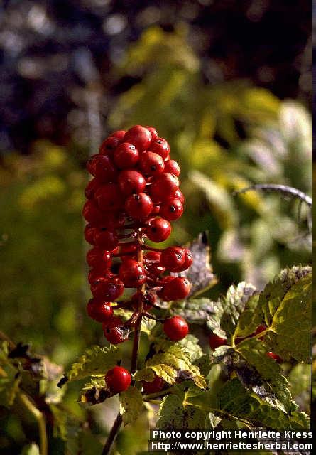 Photo: Actaea erythrocarpa 1.