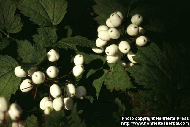 Photo: Actaea rubra 2.