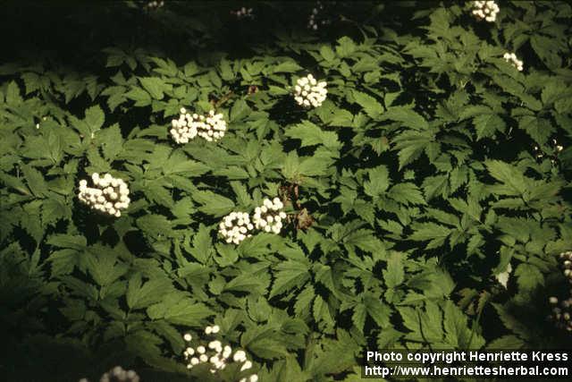 Photo: Actaea rubra 3.