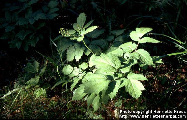 Photo: Actaea spicata 4.