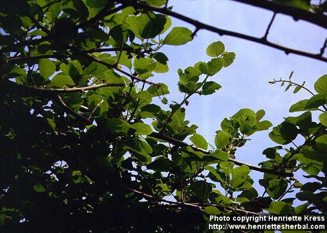 Photo: Actinidia deliciosa.