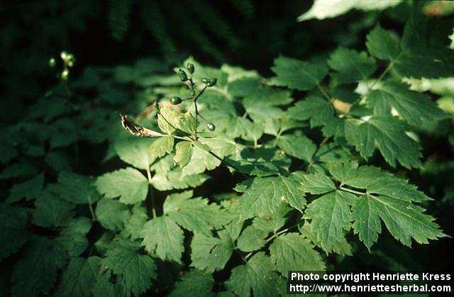 Photo: Actaea rubra 4.