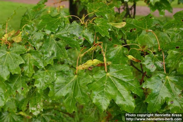 Photo: Acer platanoides 9.