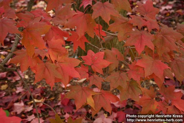 Photo: Acer pictum 1.