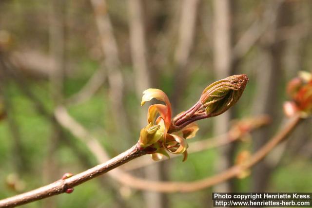 Photo: Acer platanoides 12.