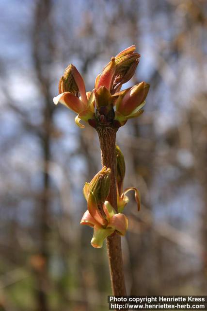 Photo: Acer platanoides 13.