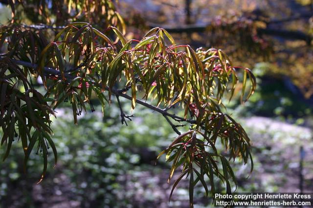 Photo: Acer mandshuricum.