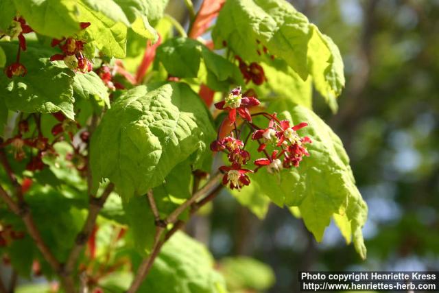 Photo: Acer circinatum.