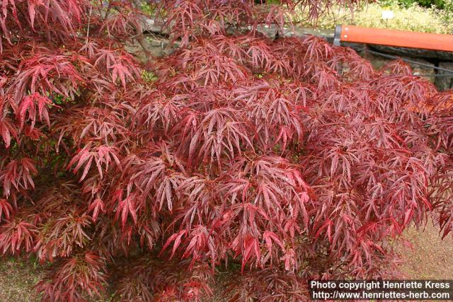 Photo: Acer palmatum 7.