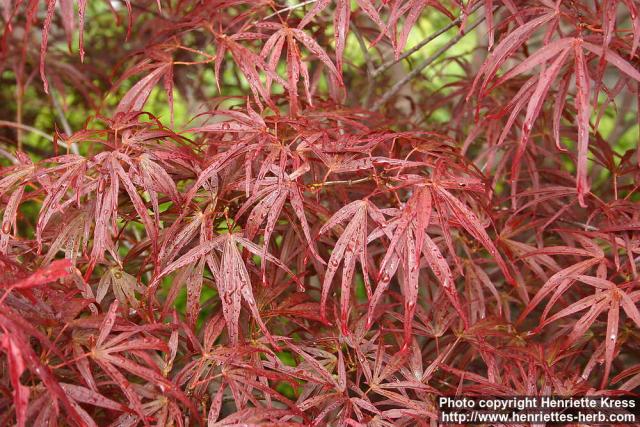 Photo: Acer palmatum 8.