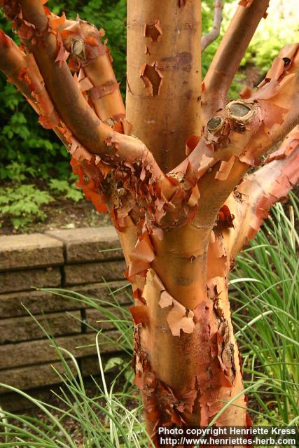 Photo: Acer griseum 1.